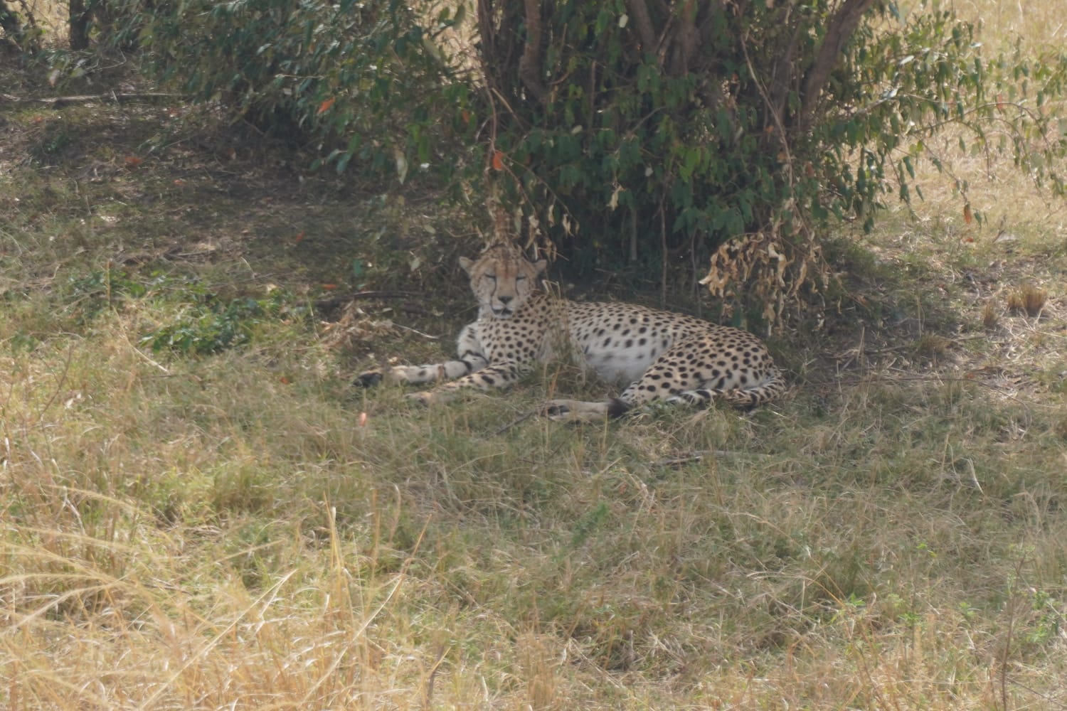 2 Days Tsavo East & Salt Lick