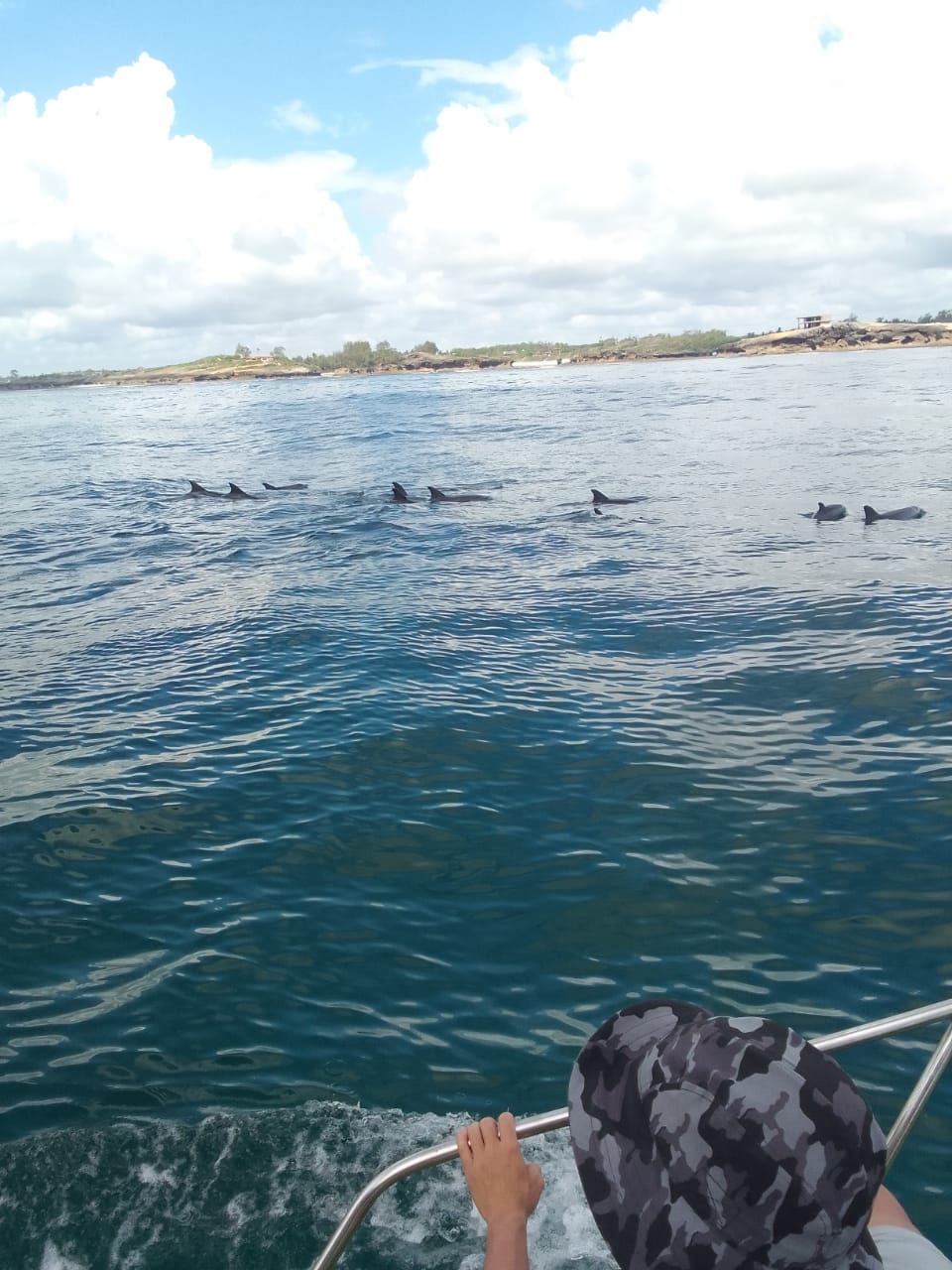 Dolphin Tour - Full Day